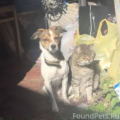 Пропала собака 6 декабря в рай...