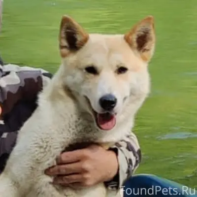 ‼️Потерялась собака‼️ Лайка, к...