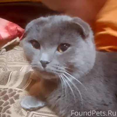 Пропал кот!!!!!!!! Шотландский...
