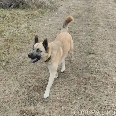 #Бгдпомоги #Богданович Потерял...