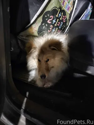 Найдена собака на дороге не да...