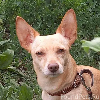 ‼️‼️‼️ПРОПАЛА СОБАКА!!! Кличка...