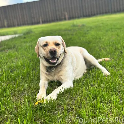 Добрый день, пропала собака. Е...