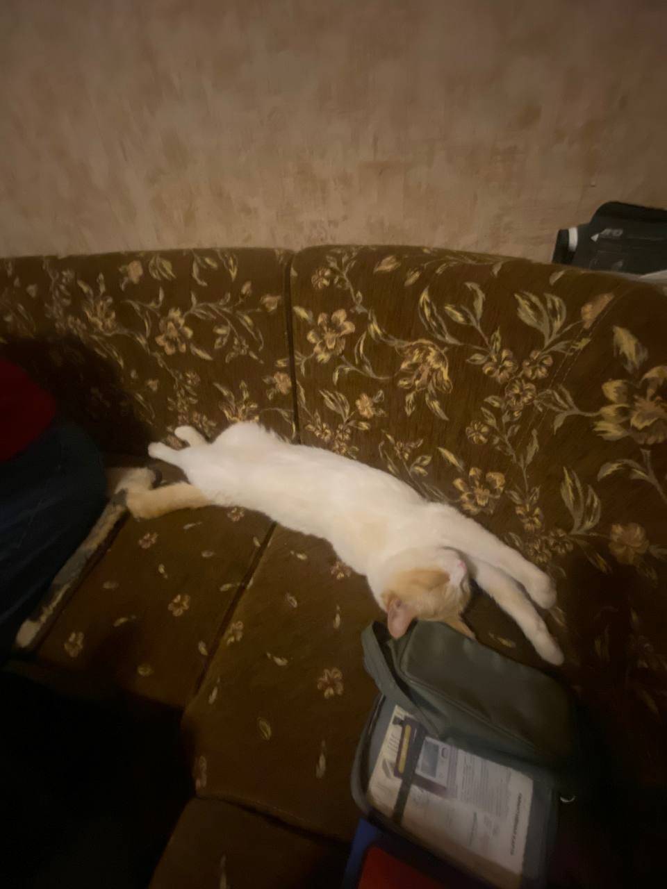 Пропал кот в районе Василево п...