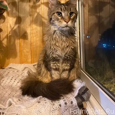 Г.Новомосковск Найдена кошка п...