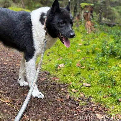 Потерялся пес по кличке Лайк, ...