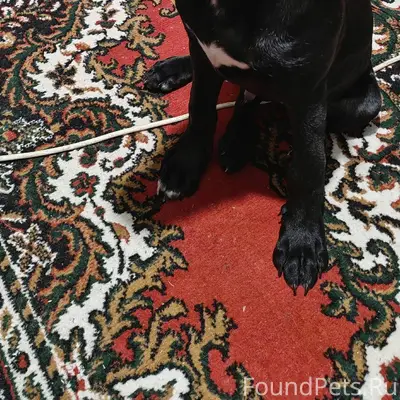 Найдена собака. Хозяин, ты где...