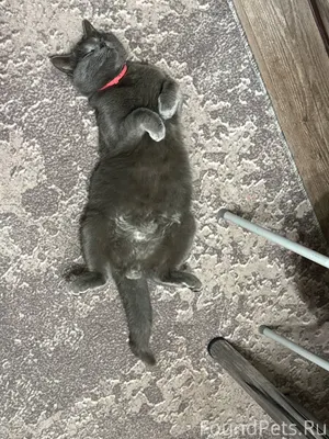 Ищу кота, пропал с улицы Коксо...