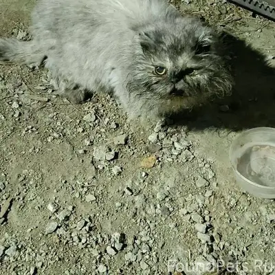 Дедовск, найдена кошечка, пойм...