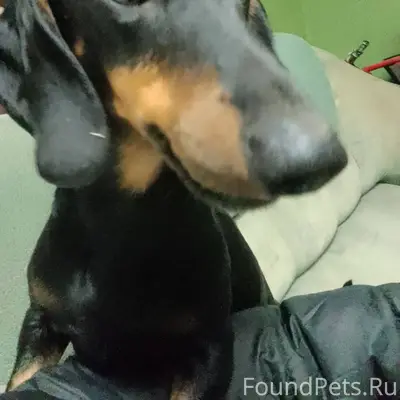 Найдена такса кобель примерно ...