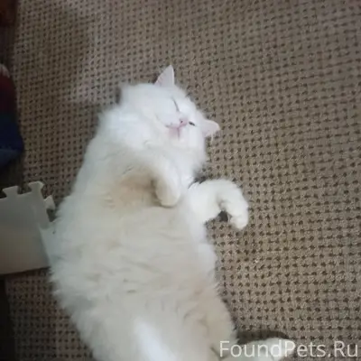 Пропал кот кв-л Текстильщики, ...