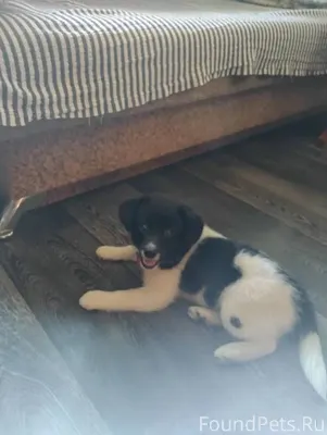 Потерялась собака по кличке Му...