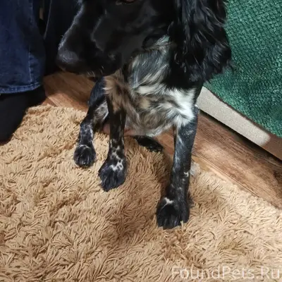 Добрый день. Вчера вечером сын...