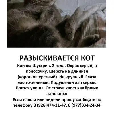 #пропало Помогите вернуть домо...