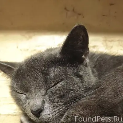 Пропала кошка зовут Соня кто е...