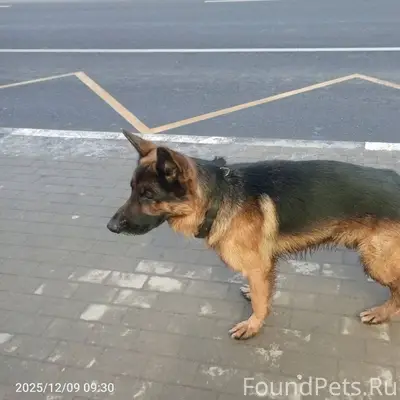 🆘🆘🆘срочно!! Овчарка на Фрунзе ...