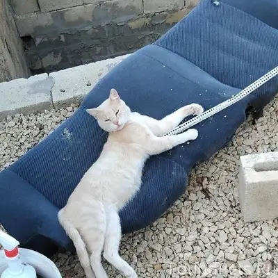 Пропал кот ро кличке рыжик В.....