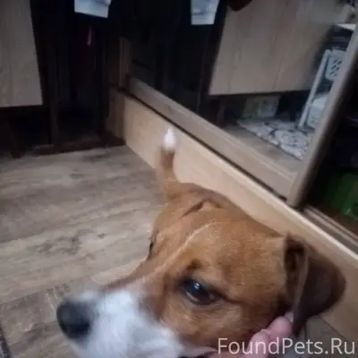 Кто потерял собаку? Прибилась ...