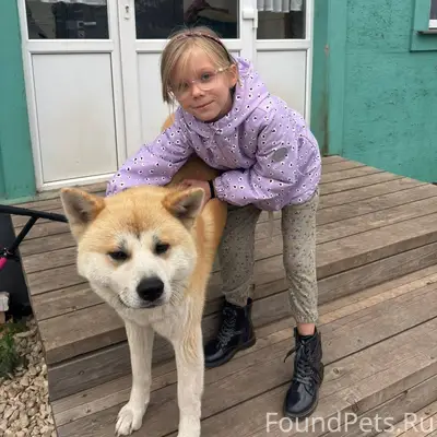 Убежала собака! Помогите найти...