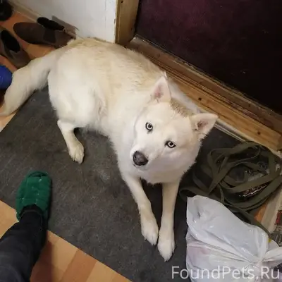 Убежала собака, порода хаски, ...