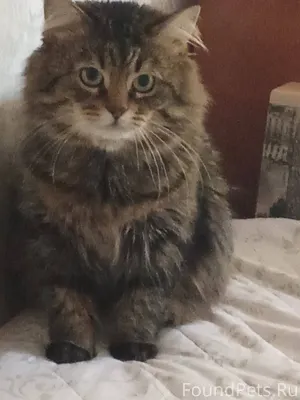 Пропал кот .зовут Рикки.помоги...