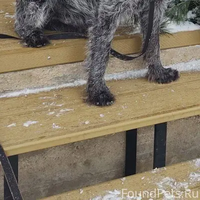 Потерялся пес в новогоднюю ноч...