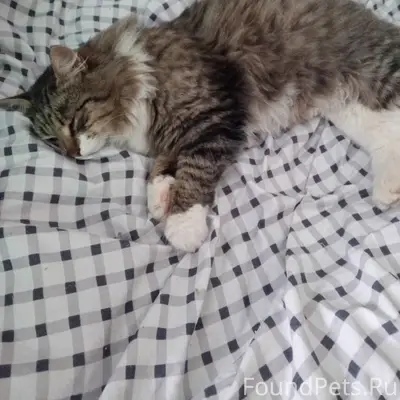 С новым Годом! Найден кот в...