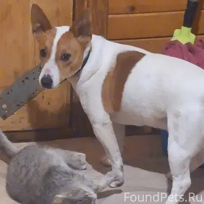 Пропал пёс п.Черусти 891680304...