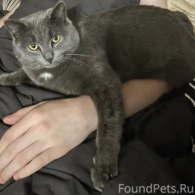 Ребят пропал кот взрослый возр...