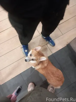 Потерялась собака джена 31.12....