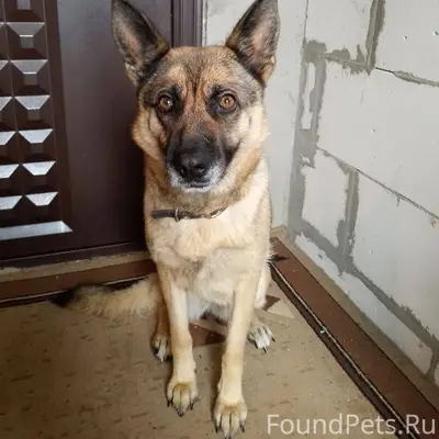 Пропала собака! Добрый день, п...