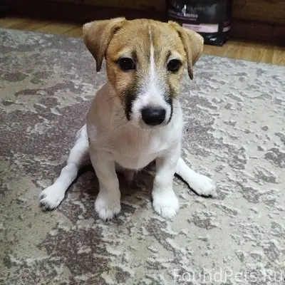 Убежал щенок,помогите найти ,в...