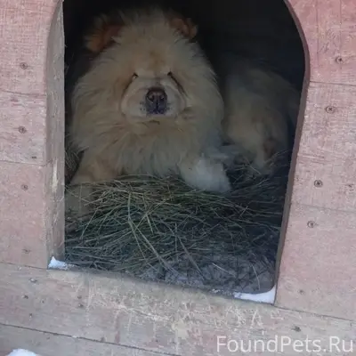 Пропала собака, порода чау чау...