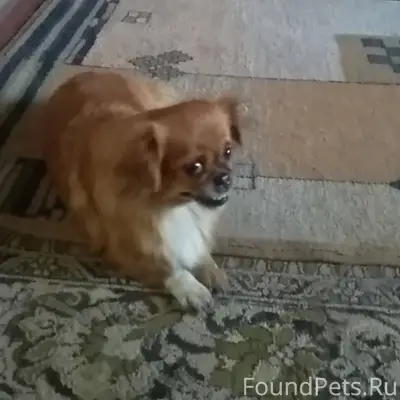 За вознаграждение!!! Потерялас...