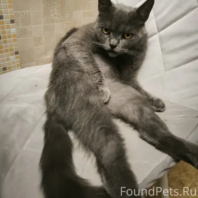 Пропал кот по кличке Саймон в....