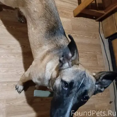 Г. Астрахань. Пропала собака 0...