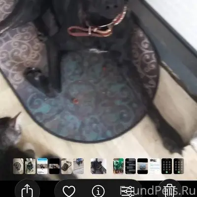 Пропала собака ,в районе грэс ...