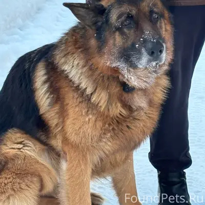 Найдена собака! Кабель. Отрадн...