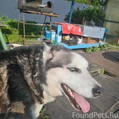 Пропала собака породы хаски, у...