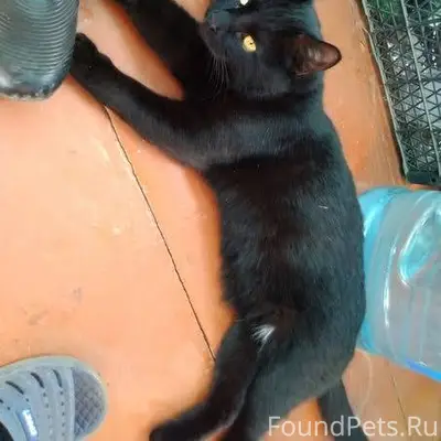 Пропал кот на пересечении ул. ...