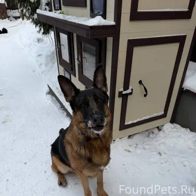 🔴Немец ! Возраст около 5 лет !...