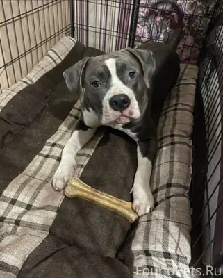 Пропал щенок 10 месяцев, зовут...