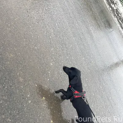 Успенка🙏Пропала собака !!!!! И...