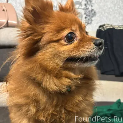 Найдена собака на свердлова 16...