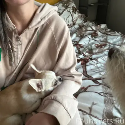 Найдена собака , бегал по бере...