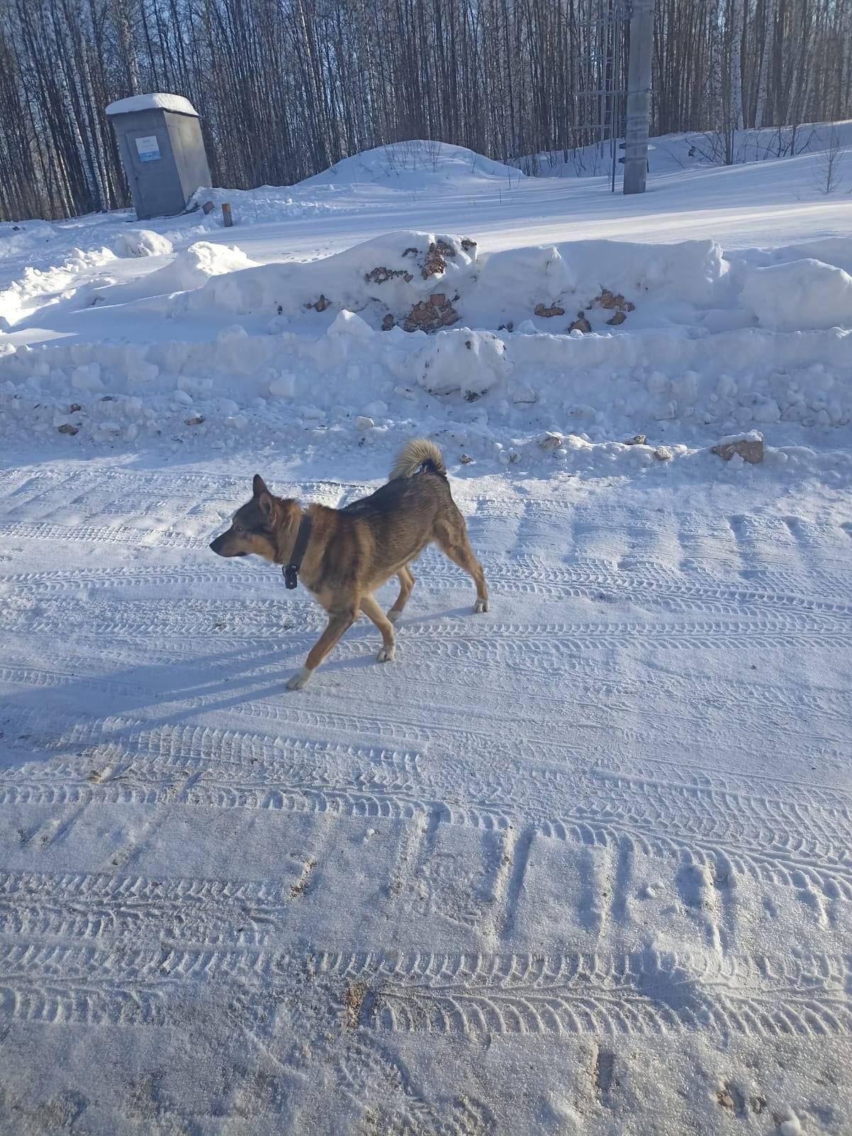 Потерялась собака!!! Восточно-...
