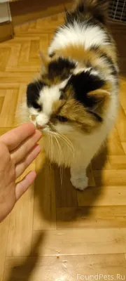 Найдена кошка, явно домашняя. ...
