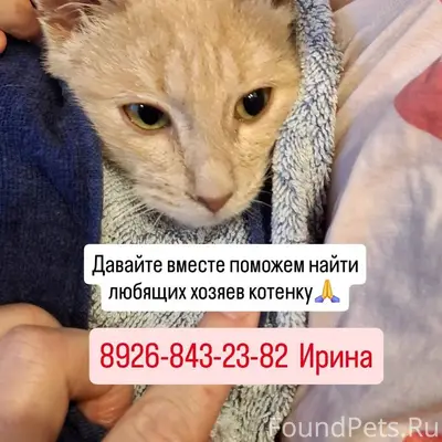 🐱 Внимание, нужен дом! В город...