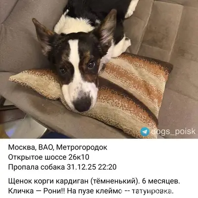 Потерялся щенок вельш корги ка...