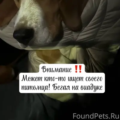 Дорогие друзья, потерялась соб...